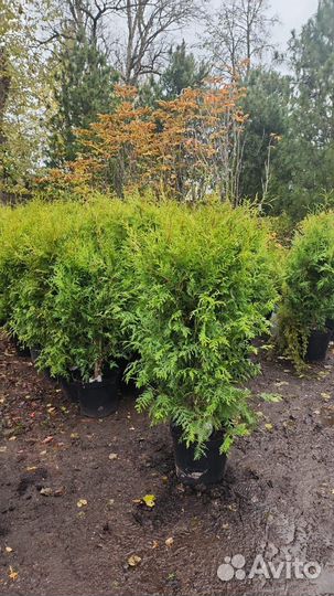 Туя брабант