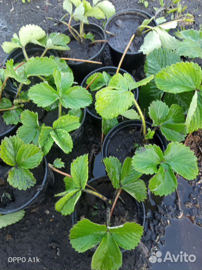 Клубника садовая