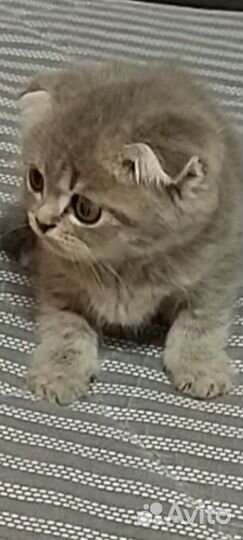 Вислоухий малыш