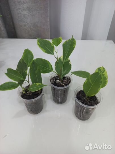 Фикусы Бенджамина