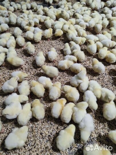 Цыплята бройлеры суточные и подрощенные