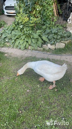 Гусь Мартин