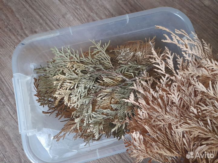 Шишки сосна/ель