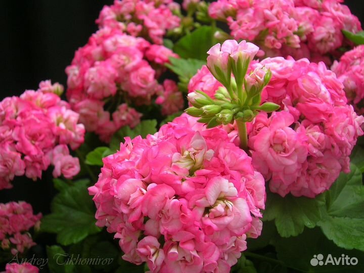 Красивоцветущие пеларгонии (герани)