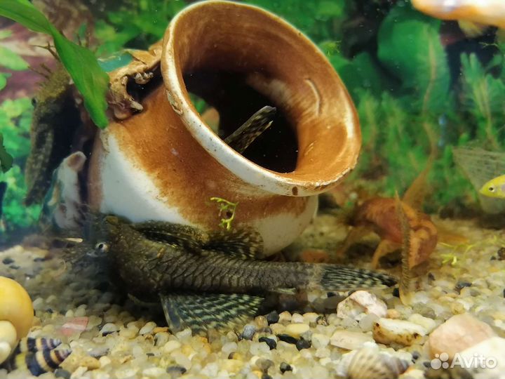 Украшение для аквариума