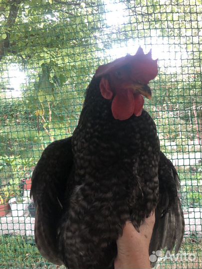 Петухи доминант