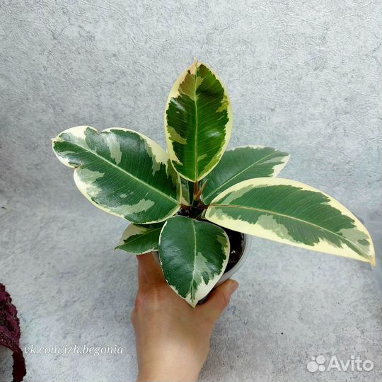 Фикусы 10 сортов