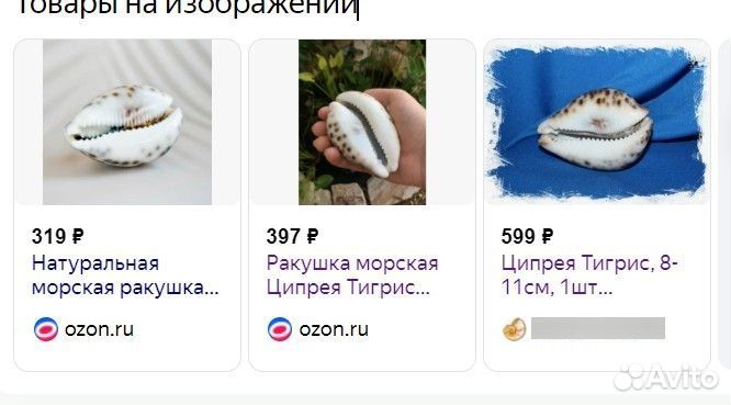 Натуральная морская ракушка Ципрея Тигрис 7см