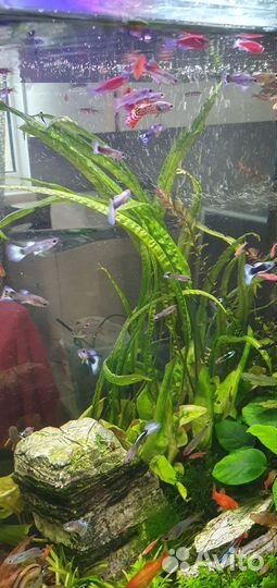 Красивые гуппи, сортировка по цвету