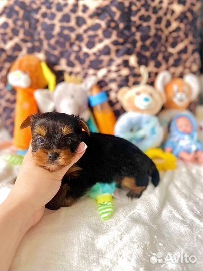 Щенки йоркширского терьера мини