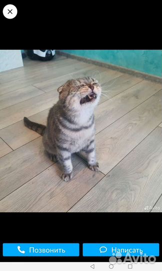 Когтеточка и домик Кошкин, лоток,клетка