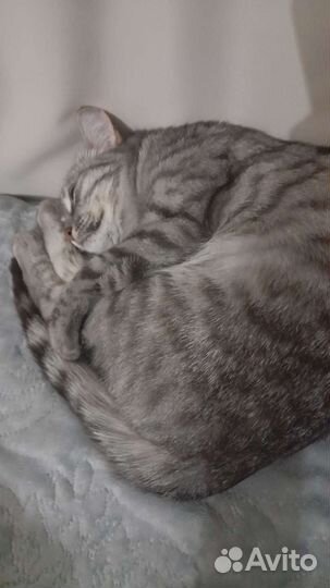 Кошка потерялась