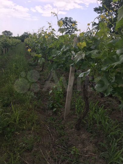 Участок 100 сот. (СНТ, ДНП)