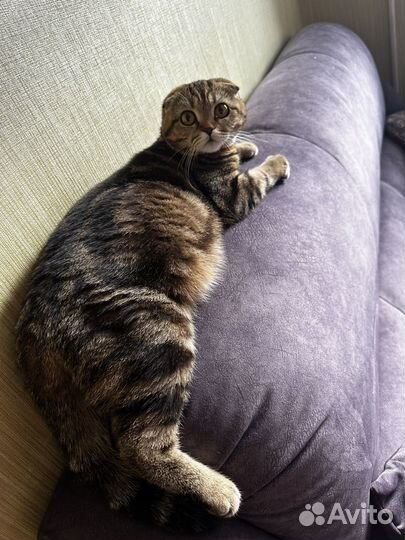 Котятки Британцы n25