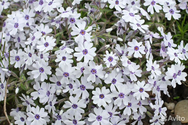 Флокс шиловидный