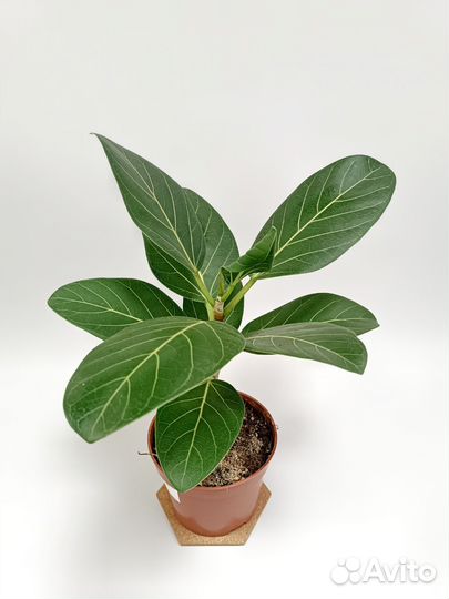 Фикус Бенгальский Андрей