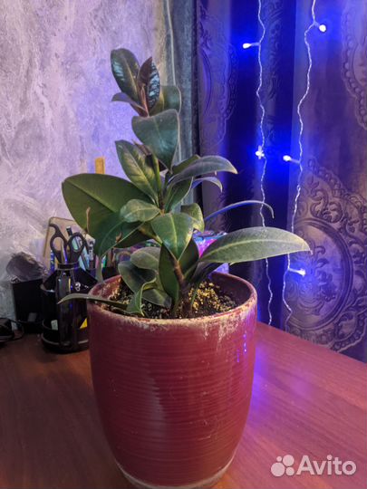 Комнатные растения цветы