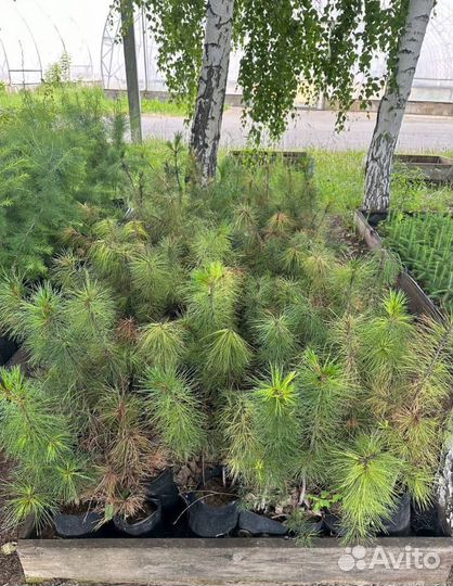 Кедр, пихта, сосна, ель - 2х летки опт/розница