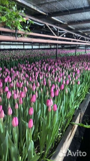 Тюльпаны