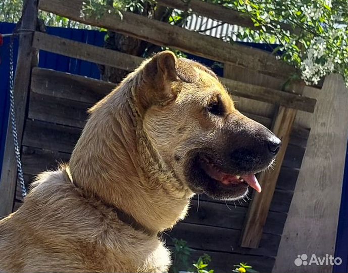 Хонда - метис шарпея на охрану, стерилизованная