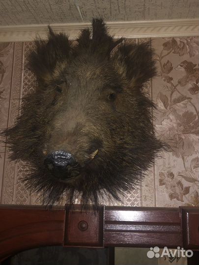 Чучело головы кабана