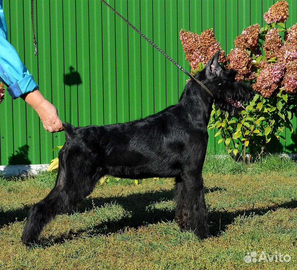 Полностью купированная девочка