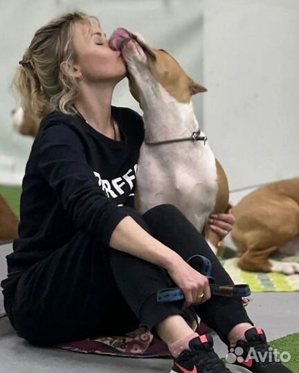 Кинолог#Дрессировка#коррекция#консультации#зал