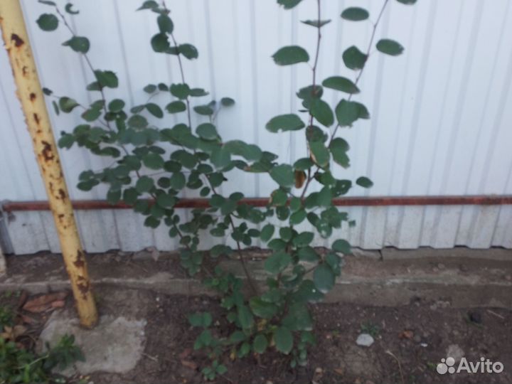 Ирга саженцы