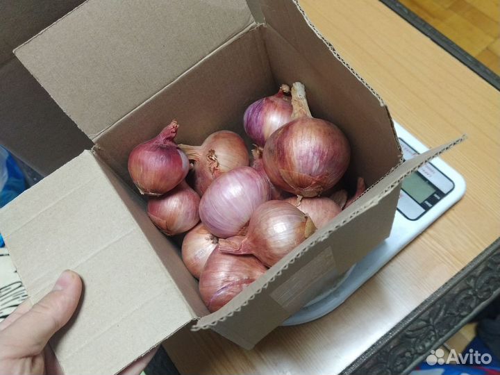 Лук семейный красный