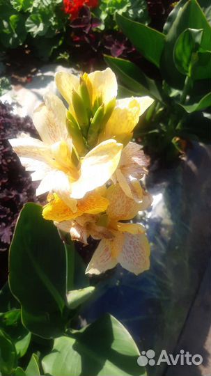 Канны, каллы