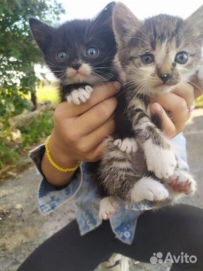 Котята