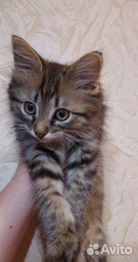 Котенок мальчик