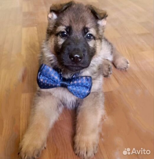 Щенки немецкой овчарки с документами