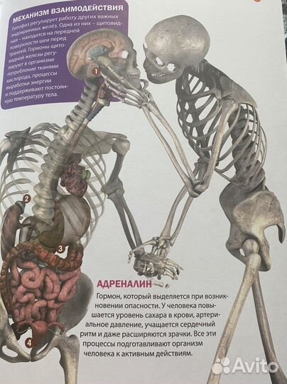 Тело человека.Анатомич и физиология