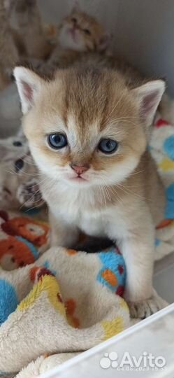 Котята золотая шиншилла (бронь)