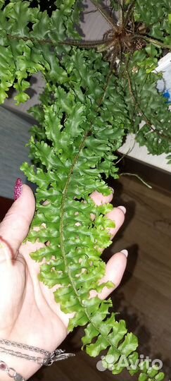 Нефролепис Dassada Green