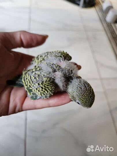 Волнистый попугай ручной