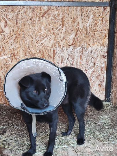 Пёс молодой