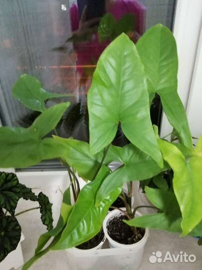 Комнатные цветы