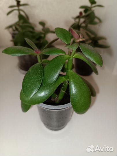 Денежное дерево, красула, толстянка