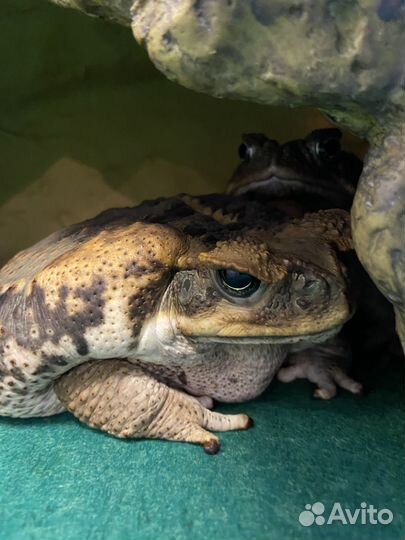 Передержка рептилий и амфибий