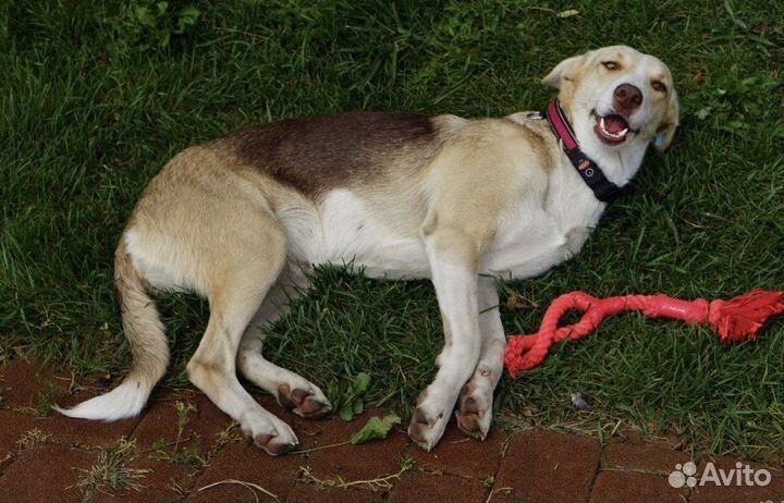 Грациозная лань в семью