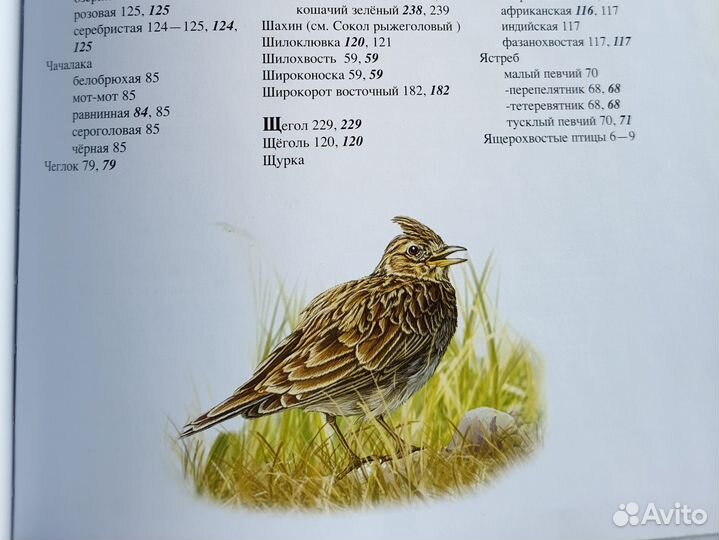 Птицы полная энциклопедия