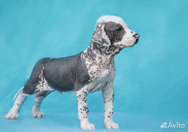 Щенки Ксолоитцкуинтли(стандарт)