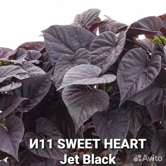 Ипомея батат часть 2