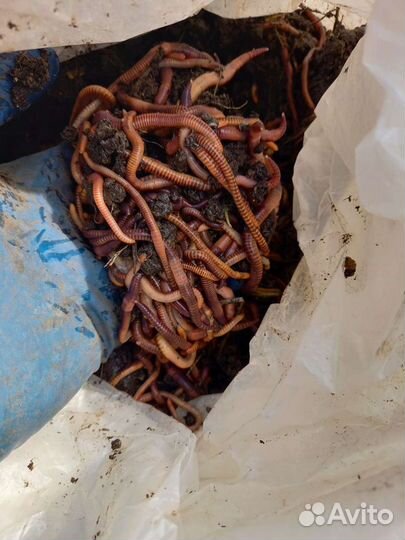 Черви для рыбалки
