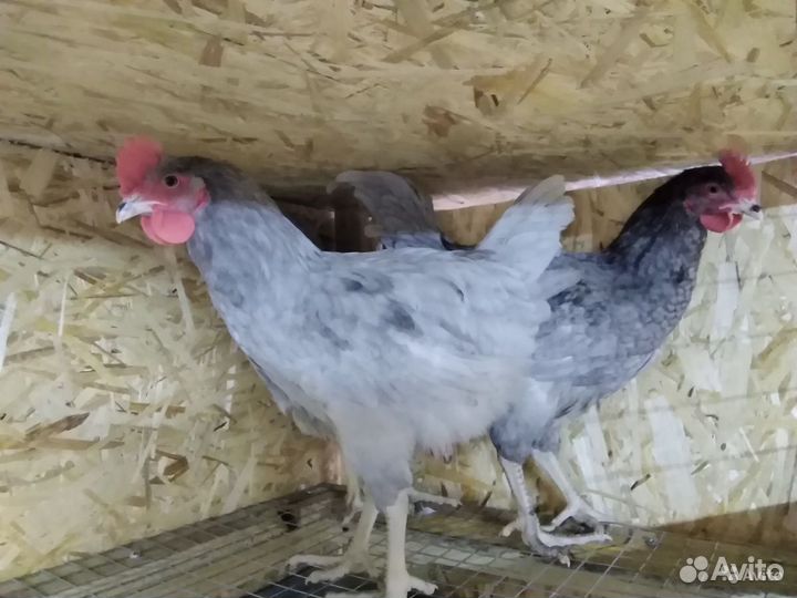 Молодые петухи и куры