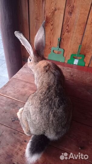 Кролики породы Ризен