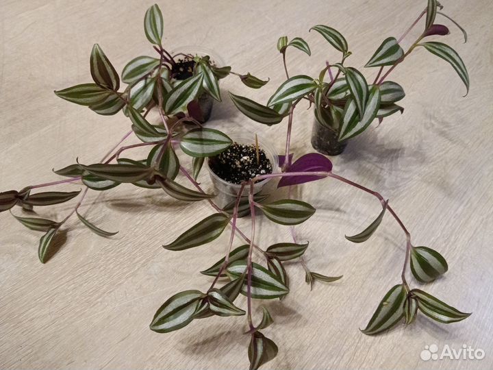 Традесканция зебрина