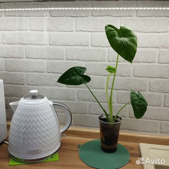 Алоказия дракон